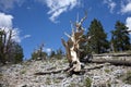 Old Knotted Bristle Cone Pine