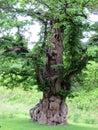 Old knotted textured tree with a hollow