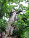 Old knotted textured tree with a hollow on the backdrop of the summer forest