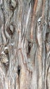 Knotty Juniper Tree Trunk Bark Royalty Free Stock Photo
