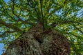 Old knotty oak tree with green leaves Royalty Free Stock Photo