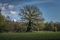 Old knotty oak tree in spring colors and blue sky Royalty Free Stock Photo