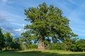 Old knotty oak tree in a summer field Royalty Free Stock Photo