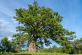 Old knotty oak tree in a summer sunlight Royalty Free Stock Photo