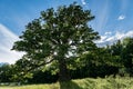 Old and knotty oak tree with sunlight passing through the branch Royalty Free Stock Photo