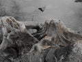 Old knotty tree stump by lake Royalty Free Stock Photo