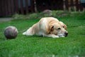 Old labrador dog with ball on the grass Royalty Free Stock Photo