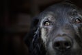 Old labrador retriever. Royalty Free Stock Photo