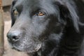 Old Labrador Retriever. Black dog portrait. Macro photo. Royalty Free Stock Photo