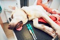 Old dog in veterinary clinic.