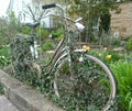 Old ladies bicycle as a garden decoration