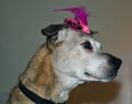 Old lady boxer mix dog in her pink hat Royalty Free Stock Photo