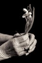 Old lady`s hands holding a snowdrop. Black and white.