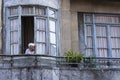 Old lady standing at the window, looking outside