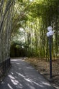 An old lamppost along a path in a park with tall bamboo thickets