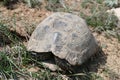 Old land turtle in the field, close-up turtle Royalty Free Stock Photo