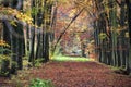 Old lane in the woods