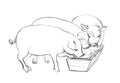 Pigs eat from a trough. Pencil drawing