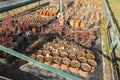 Large greenhouse with many pots and plant seedling. Hothouse nursery for the cultivation of flowers, bushes and veggie. Royalty Free Stock Photo