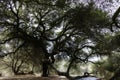 Old large live oak tree