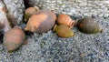 Old large qvevri near stone wall, georgian ancient jugs of wine, Georgia