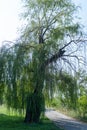 Old large willow grows near the footpath. Lonely tree against the blue sky.