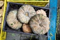 Old last year wilted pumpkins in plastic box for sale