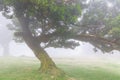 Laurel tree in the cloud forest, Fanal, Madeira