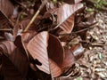 Old leaf brown effrct