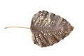 Old Leaf Isolated for your great designs Royalty Free Stock Photo