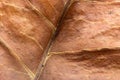 Old leaf texture. Macro. Royalty Free Stock Photo