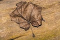 Old leaf from a tree. A brown leaf lies on a tree