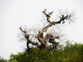 Leafless dead old tree skeleton