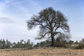 Old leafless tree against sky