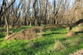 Old leafless trees in forest at sunny day Royalty Free Stock Photo