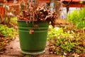 old leafs and branches in the green iron bin on the country spring garden background