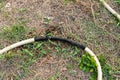 Old leaky hose Royalty Free Stock Photo