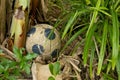 Old leather ball under banana tree