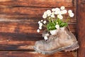 Old leather boot with flower inside on a wooden wall