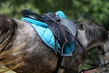 Old leather saddle with stirrups for show jumping race Royalty Free Stock Photo