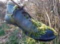 Old leather shoe covered with thick carpet of moss somewhere in the bushes black green