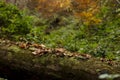 Old leaves on a fallen tree trunk in autumn light Royalty Free Stock Photo