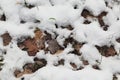 Old leaves with snow Royalty Free Stock Photo