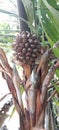 the beauty of a bunch of nipa fruit.