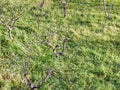 Old lemon tree in Sicily Royalty Free Stock Photo