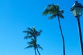 Old lightpole and palm trees Royalty Free Stock Photo