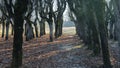 Old Linden Alley, Katvaru Manor Park, Latvia Looks So Ghostly Spoky Like Fairy Tales. Linden Tree Alley in Autumn With Interestin Royalty Free Stock Photo