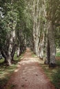 An old linden alley in the park near Jaunmokas Manor Royalty Free Stock Photo