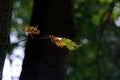 Old linden leaf on a branch Royalty Free Stock Photo