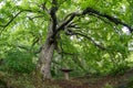 Old linden tree in the evening. Forest in summer Royalty Free Stock Photo